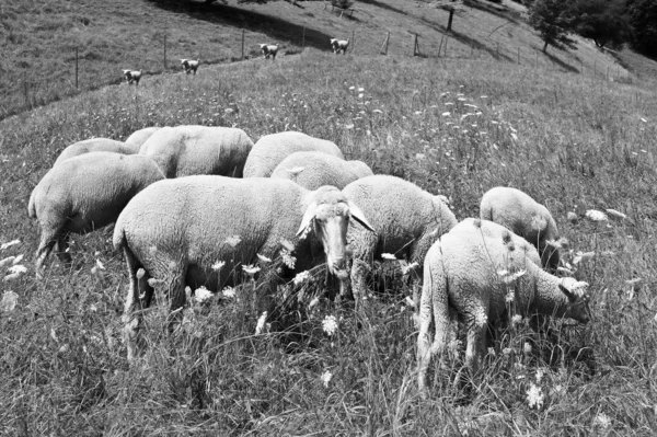 巴伐利亚高山草场的羊被挤在草丛中 被咬在草地上 全身是黑白相间 — 图库照片