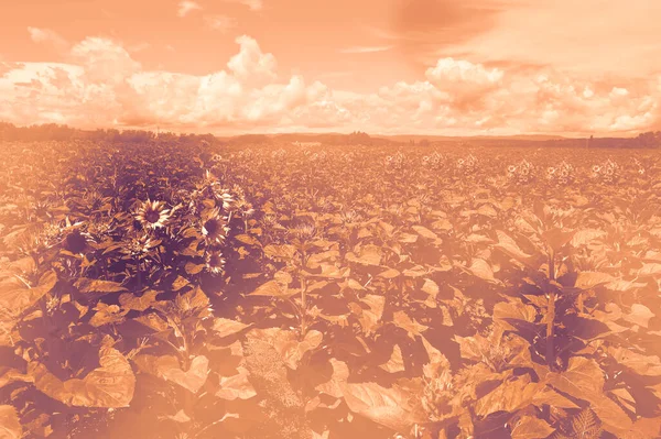 Extensive Deserted Sunflower Plantation Quarantine Ban Tourism Dawn Contemporary Style — Stock Photo, Image