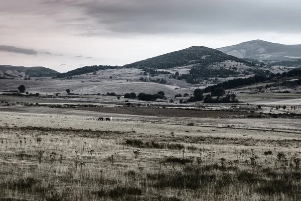 Chevaux Broutant Sur Une Prairie Europe Pics Espagne Tôt Matin — Photo