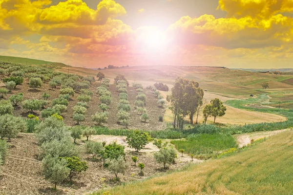 Tarwevelden Olijfbomen Sicilië Oogst Siciliaans Landschap Bij Zonsopgang Heuvels Bloemen — Stockfoto