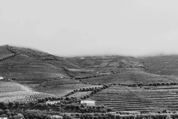 Podróż Regionie Rzeki Douro Portugalii Wśród Winnic Gajów Oliwnych Uprawa — Zdjęcie stockowe