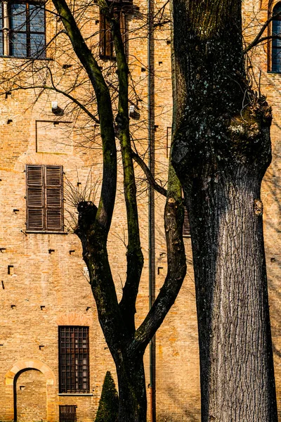 マントヴァのゴンザガ公宮殿の中庭にある木々の幻想的な木陰 — ストック写真