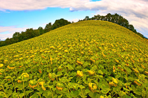 Sunflower plantation on a picturesque hill in France.