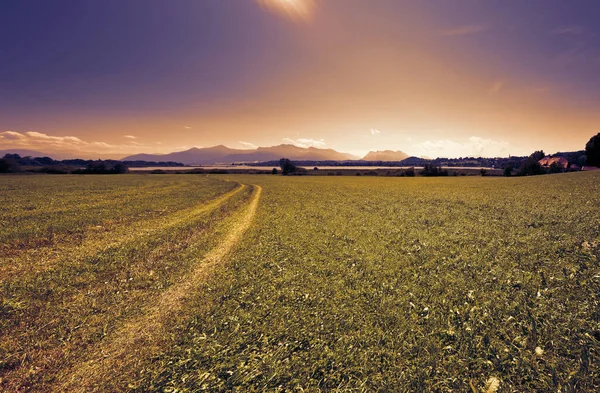 Track Mown Field Lake Chiemsee Bavarian Landscape Mountains Background Sunset — Stock Photo, Image