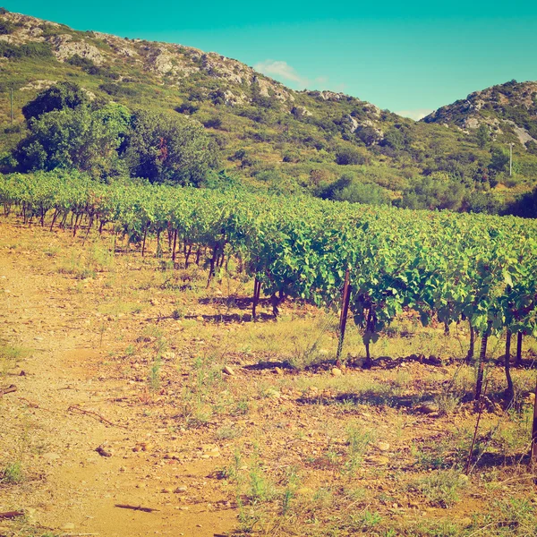 Vineyard — Stock Photo, Image