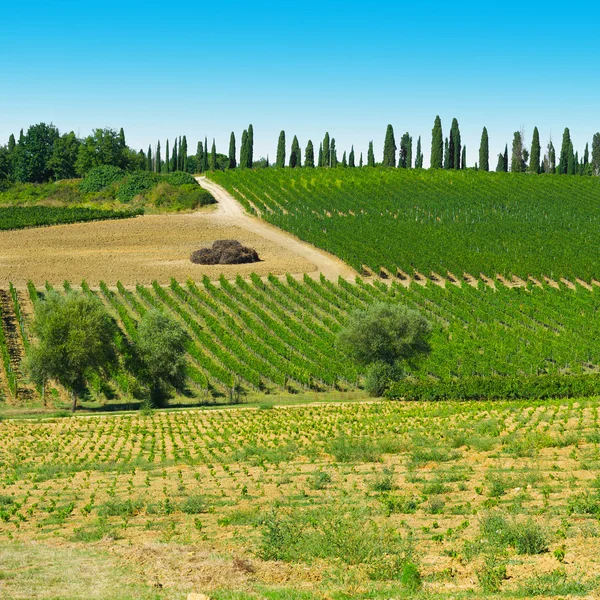 Colina da Toscana com vinha na região de Chianti — Fotografia de Stock