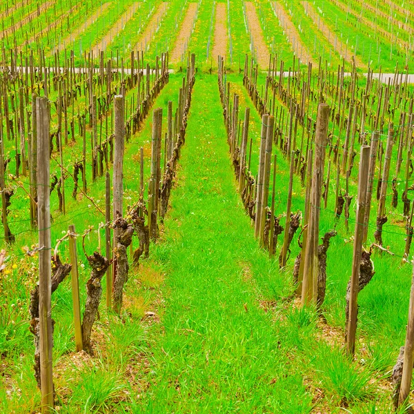 Young Vineyard — Stock Photo, Image