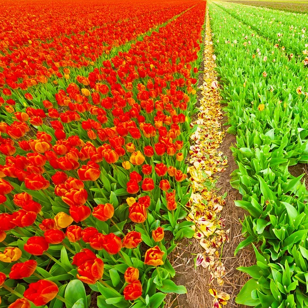 Tulipani olandesi — Foto Stock