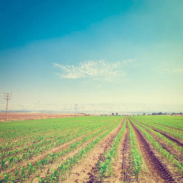 Seedling — Stock Photo, Image