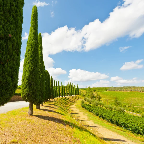 Paesaggio tipico toscano in Italia — Foto Stock