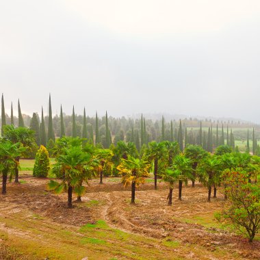 tipik Toskana peyzaj İtalya