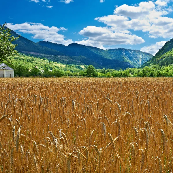 Weizen — Stockfoto