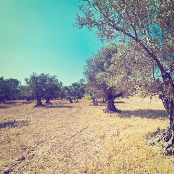 Olive Grove — Stock Photo, Image