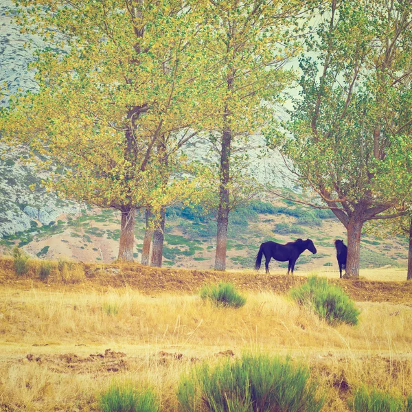 Horses — Stock Photo, Image