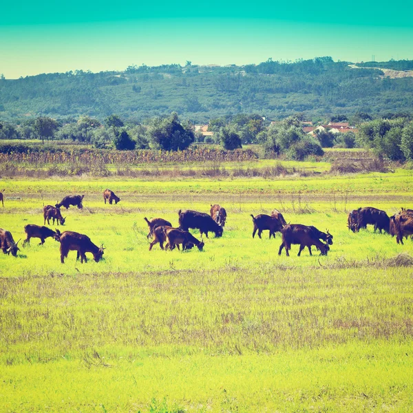 Caprinos — Fotografia de Stock