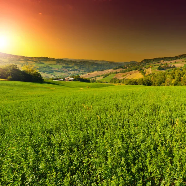 Green Fields — Stock Photo, Image