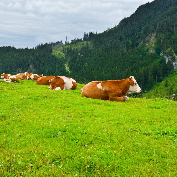 Betande kor — Stockfoto