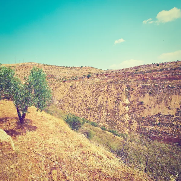 Zeytin ağacı — Stok fotoğraf