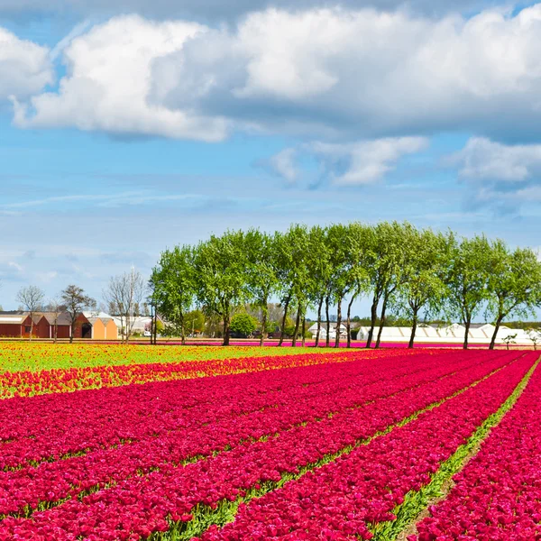 荷兰的郁金香 — 图库照片
