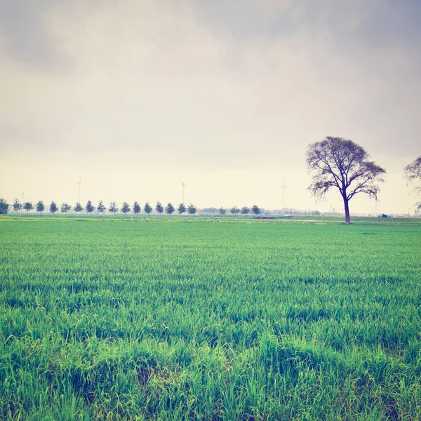 Nederländerna — Stockfoto