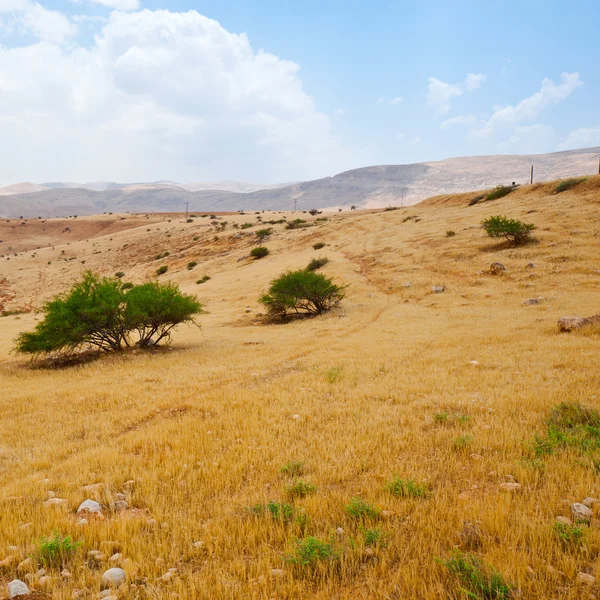 Desert — Stock Photo, Image