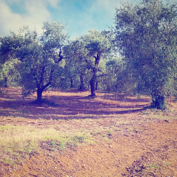 Olive Trees — Stock Photo, Image