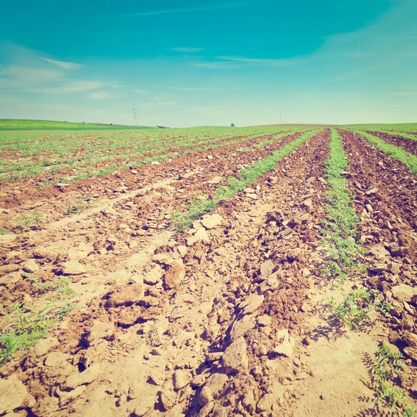 Carrots — Stock Photo, Image