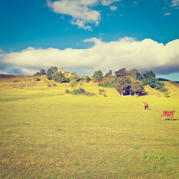 Betande kor — Stockfoto