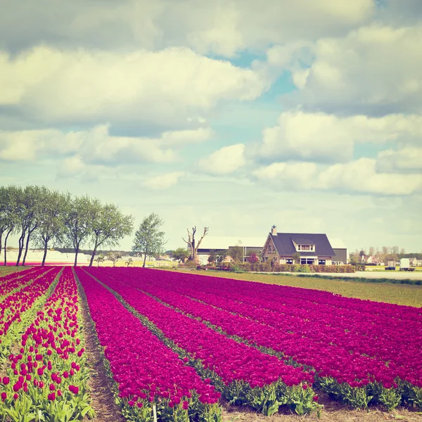 Tulips — Stock Photo, Image