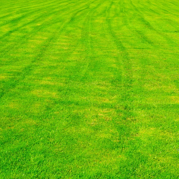 Green Grass — Stock Photo, Image