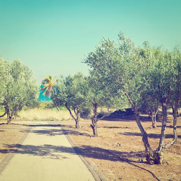 Olive grove — Stok fotoğraf