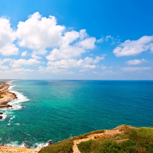 Passera di mare — Foto Stock