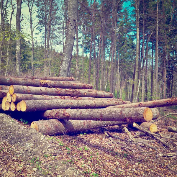 Bosque — Foto de Stock