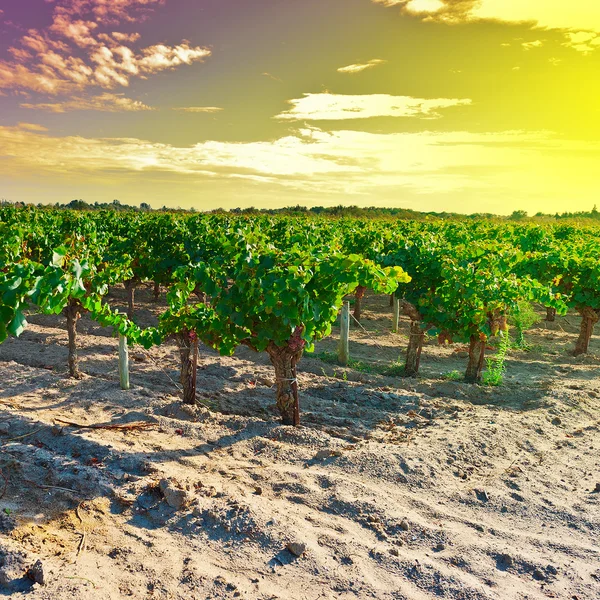 Ripe Grapes — Stock Photo, Image