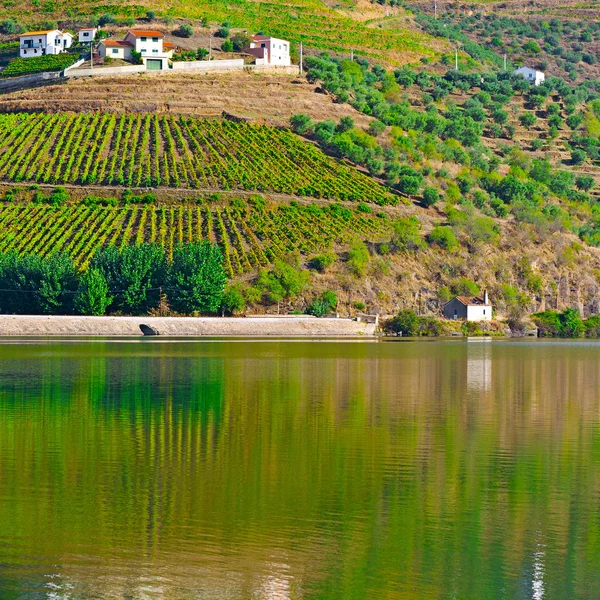 Üzüm bağları — Stok fotoğraf