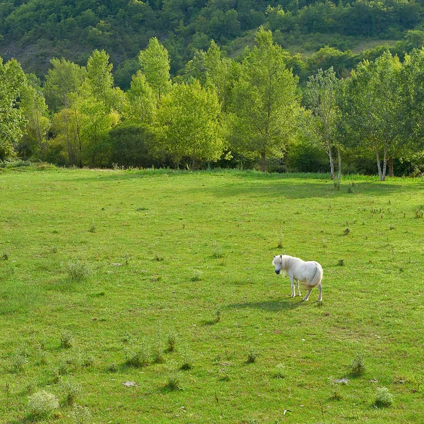 Caballo blanco — Foto de Stock