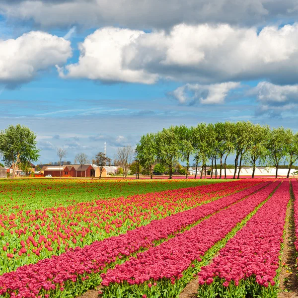 Tulipanes —  Fotos de Stock