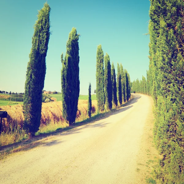 Callejón de cipreses que conduce a la granja en Toscana —  Fotos de Stock