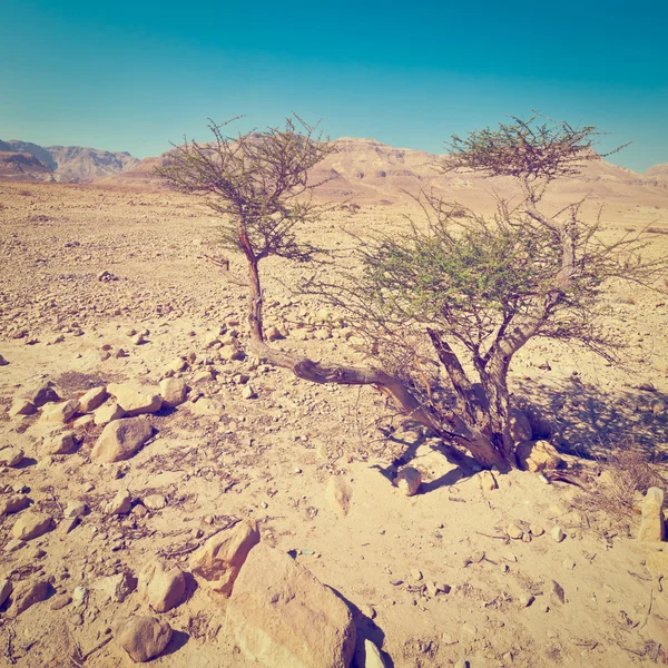 Árboles en el desierto — Foto de Stock