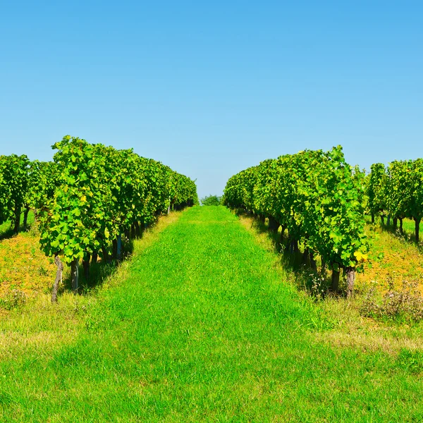 Vineyard — Stock Photo, Image