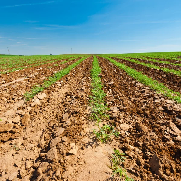 Zanahorias — Foto de Stock