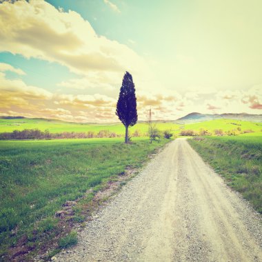 Yol kenarındaki ağaç.