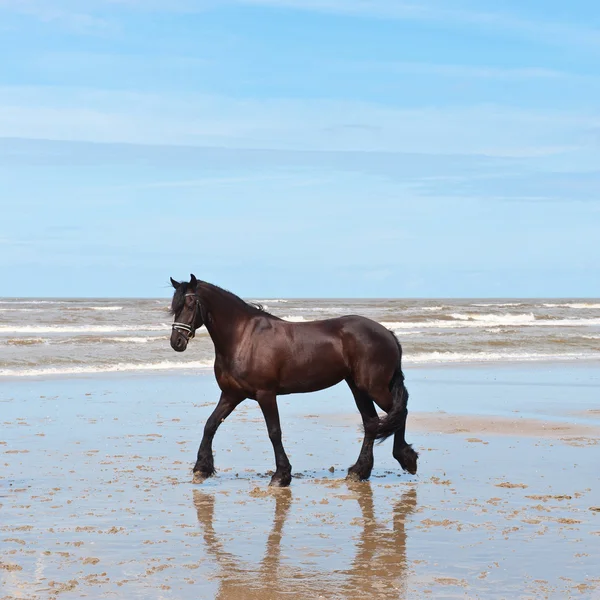 Танцующая лошадь — стоковое фото