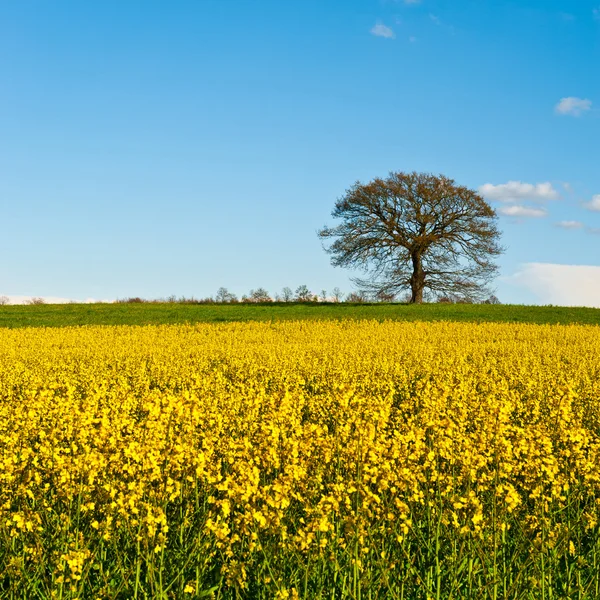 Eenzame boom — Stockfoto