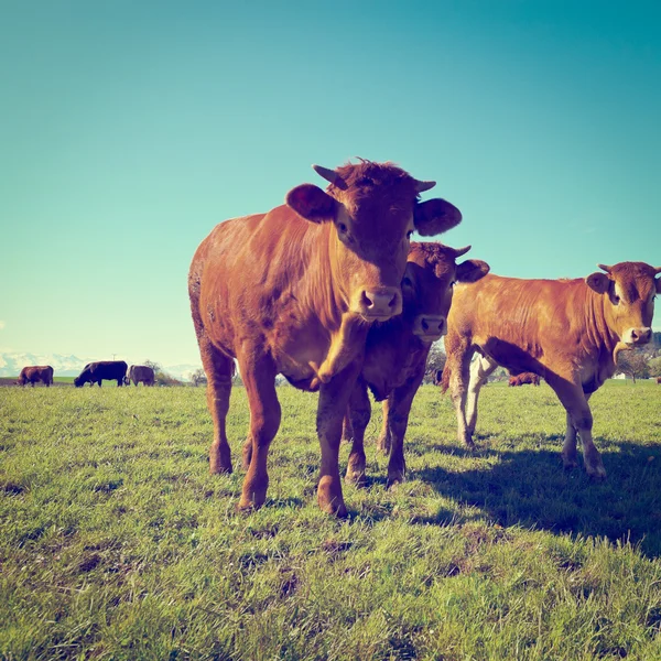 Vacas que pastan — Foto de Stock