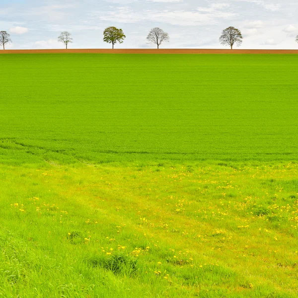 Pasture — Stock Photo, Image