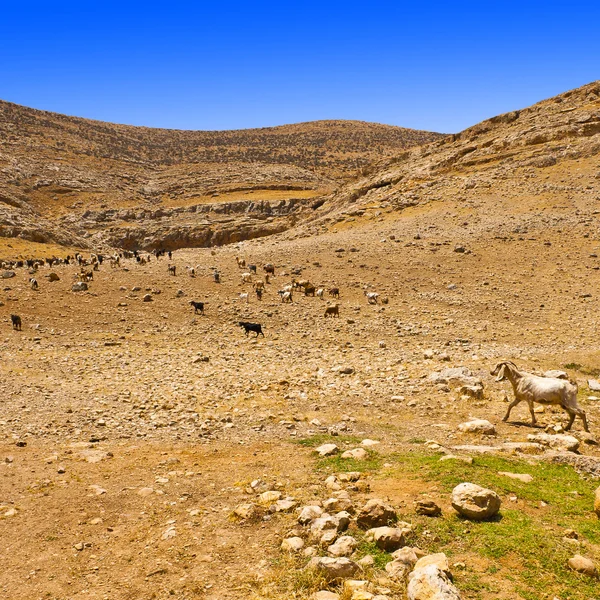 Keçi — Stok fotoğraf