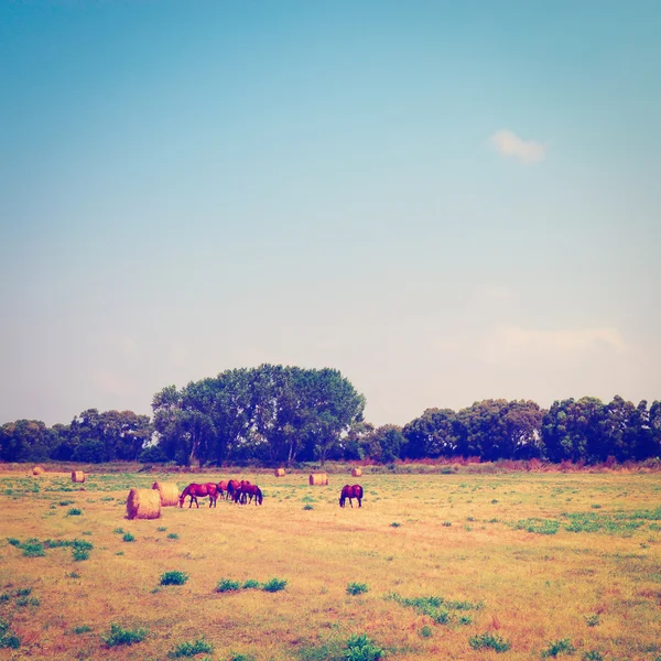 Horses — Stock Photo, Image