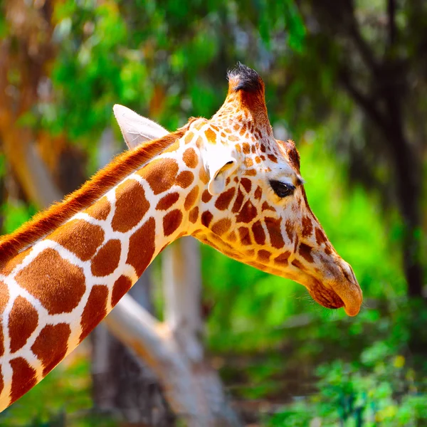 Giraffe — Stock Photo, Image