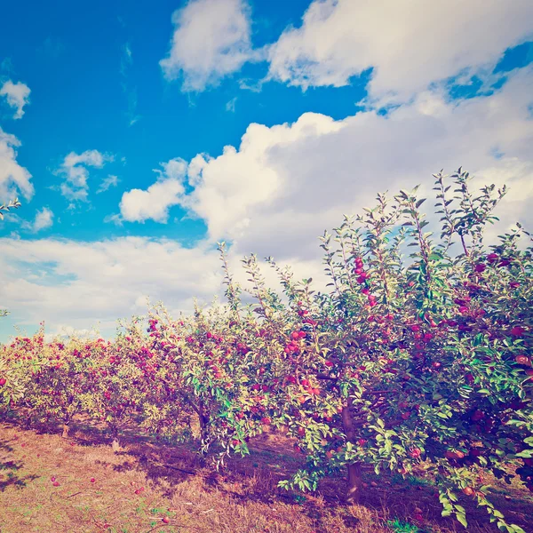 Apple Trees — Stock Photo, Image